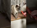 シャム猫におやつをあげたら激怒