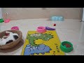 CLASSIC Dog and Cat Videos😉1 HOURS of FUNNY Clips😍