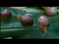 Snail Healing Classic Music Video / 멀리(Far away) 가을분위기(Autumn mood ) 와 함께하는 동양 달팽이 영상 🐌 제주곶자왈 ~
