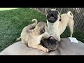 PUG family hangout | 10week old  baby pugs cuties