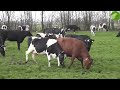 HAPPY COWS DANCING, RUNNING, SKIPPING OUT, AND JUMPING IN THE FIELD VIDEO