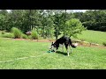 Border Collie vs water hose (Jax)