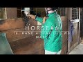 Trying Out Horses - shopping for my first horse