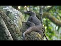 Bird photography & Exploring Wildlife at Singapore Botanic Gardens with my buddy Mr. Alex