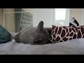 A Day in the Life of a Russian Blue Cat | Sebastian Edition 😻