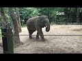 Welkom olifant Max(imilian) ! -  Zoo Antwerpen (B) - zoovenirs (68)