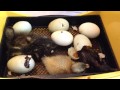 Watch baby duckling hatch