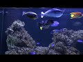 Queen Angelfish cleans Mappa Pufferfish