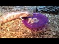 Ghost the blue tongued skink eats dog food.