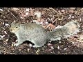 Autumn Arriving in my Wildlife Friendly Garden [🎧4K] Scotland.  ‘time stamps’ in the description