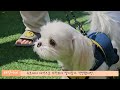 강아지 슬개골탈구 2기 말티즈! 집에서 케어하는 방법! 슬개골관리 방법! / How to manage the dislocation of the dog's patella