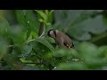 Clever Goldfinch grabbing leaves with its beak and pinning them with it's feet to get at food!