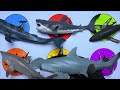 Sharks & Whales: Megalodon, Orca, Blue Whale, Great White, Hammerhead Shark, Humpback Whale. MN017