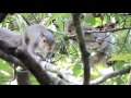 Mama Squirrel Rescues Baby