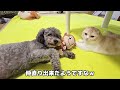 喧嘩して猫を泣かせちゃったときの犬の対応がこちらです...