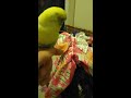 A cute parakeet video to the most scariest thing that I saw😭😟😱😱👹👽👻