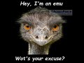 An irritated Emu, with audio description.