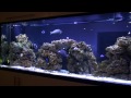 RD's Fish tank (new French Angel, Blue Tang)