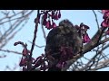 Brown-eared Bulbul ( Hypsipetes amaurotis ) Life from January to April 2024