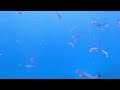 Egypt, Marsa Alam, Shoni Bay Hotel, Reef, Part 2