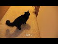 しゃべるねこ、しおちゃんの【ボキャブラリー集】