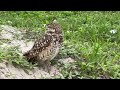 Burrowing Owls of Florida