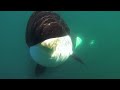 Unique Orca encounter in the Sea of Cortez...Bahia de los Angeles, Mexico.