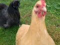 Chicken has lizard stolen, gets mad, attacks camera
