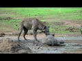 Hyenas fight - VTA Documentary