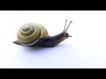 Why salt kills snails