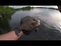 So many MASSIVE Bluegills!!!!! (Multiple 1 Pound Fish)