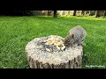 TV for Cats | Backyard Bird and Squirrel Watching | Video 11