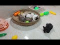 CLASSIC Dog and Cat Videos🐶😻1 HOURS of FUNNY Clips🤣🥰