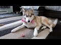 Valentine's Day Strawberry Gummy Dog Treats | DIY Dog Treats Recipe 93 | Homemade Dog Treats