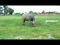 How to raise water buffalo naturally#Video animals in Cambodia