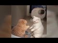 😸 Best Cats and Dogs Videos 🐈 Best Funny Animals 2024 😘