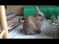 Ma lapine.wmv