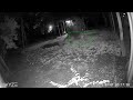 Our Boxer dog catches a possum! #boxerdog #possum #nightlife #securitydogs  #securitycamera