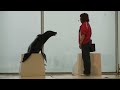 アクアワールド大洗水族館オーシャンライブ(アシカとクジラの共演バージョン)Live of Oarai Aquarium(Co-starring of whales and sea lions)