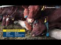 Technology for milking cows, a smart dairy farm, modern cow dairy farming, and modern cattle farming