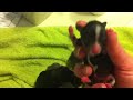 Newborn Chihuahua Puppies