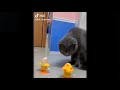 Cute And Funny Pets Compilations