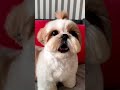 shihtzu Dog Barking| ShihTzu barking #dogs #shihtzupuppies