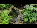 Mountain Stream Water Sounds || Music of Nature || Relaxing White Noise Water Sounds for Sleeping