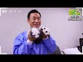(SUB) I'm Happy Because I Got Many Granddaughters! Twin Panda Granddaughters And Aibao│ Panda World🐼