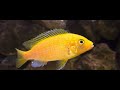 Incredible African Cichlids In 4K ULTRA REAL HDR