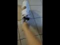 Playing with my dog with a sock