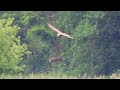 Marsh Harrier - Busard des Roseaux - Rohrweihe - Bruine Kiekendief - Circus Aeruginosus