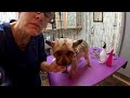 Yorkie grooming, tiny dog haircut