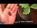 How to grow a White Oak tree from acorn/seed